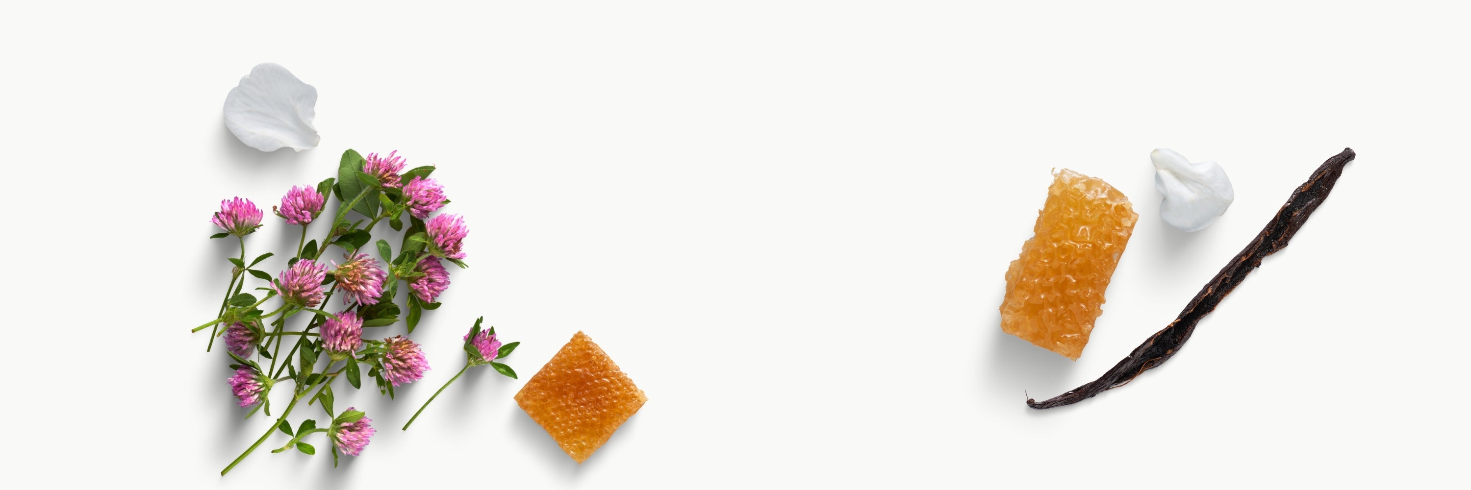 Vanilla Absolute