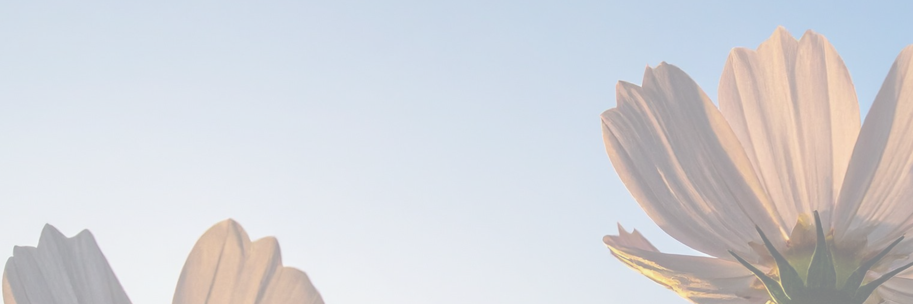 Your Summer in Bloom