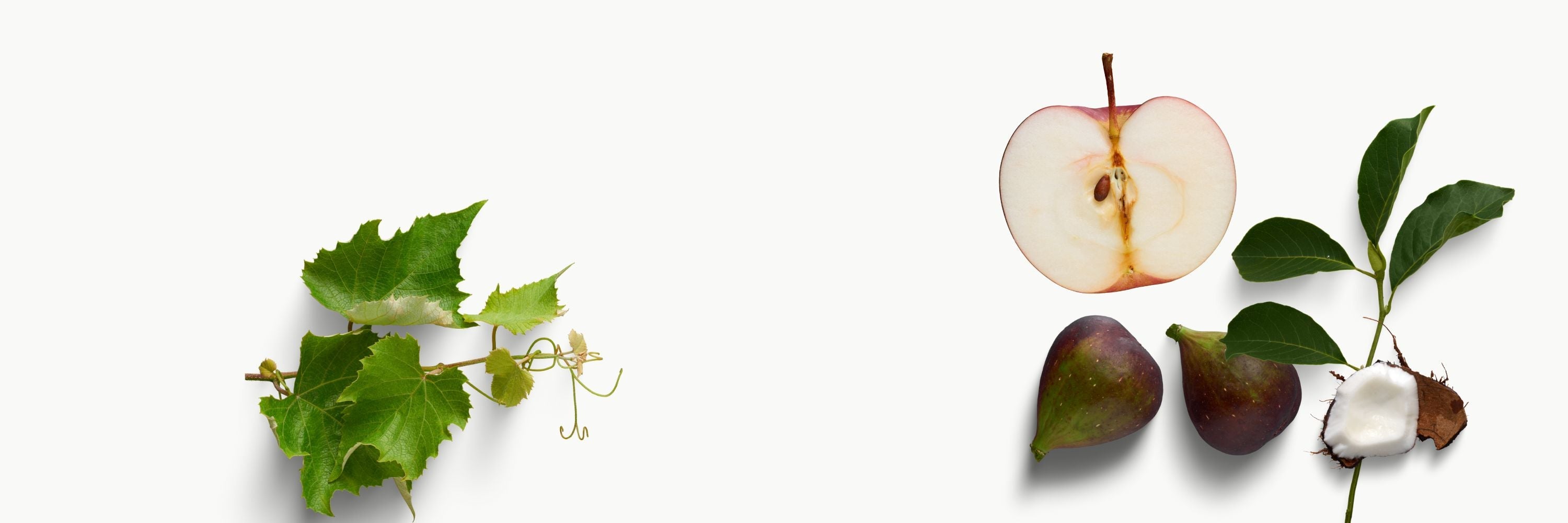 推定Persistent Capri Fig】TFH C0078 挿木苗