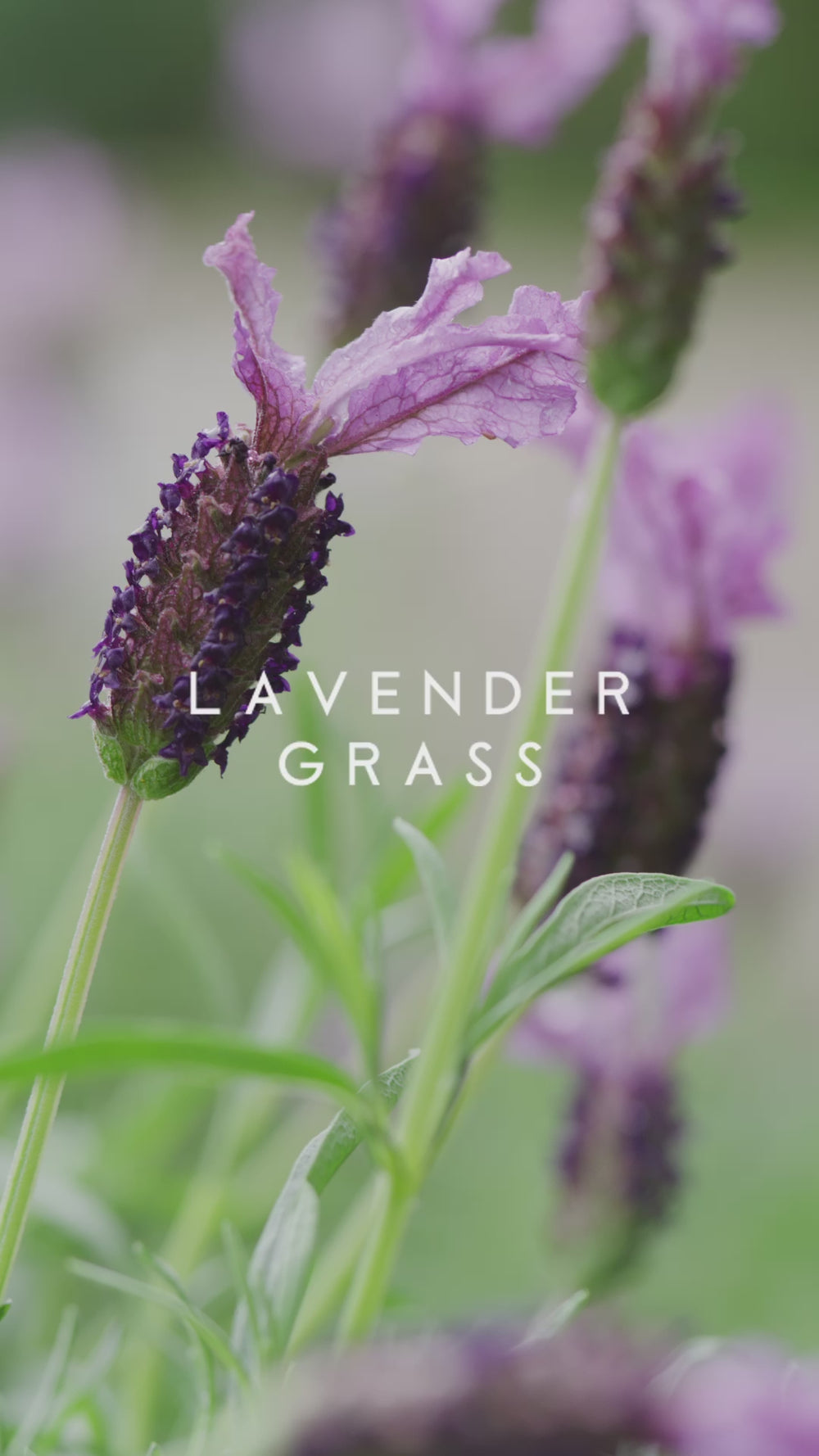 SOHUM Lavender Grass Signature Candlette